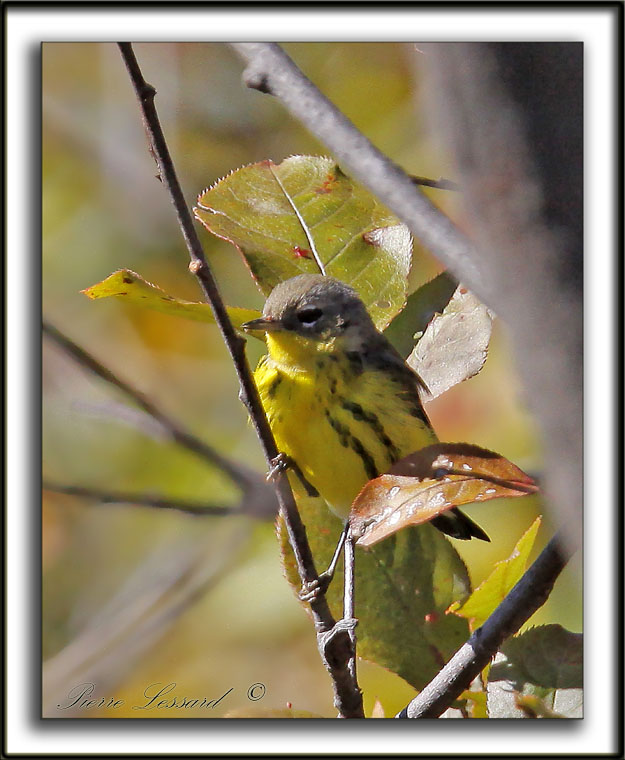 PARULINE  TTE CENDRE / MAGNOLIA WARBLER      _MG_7259 a