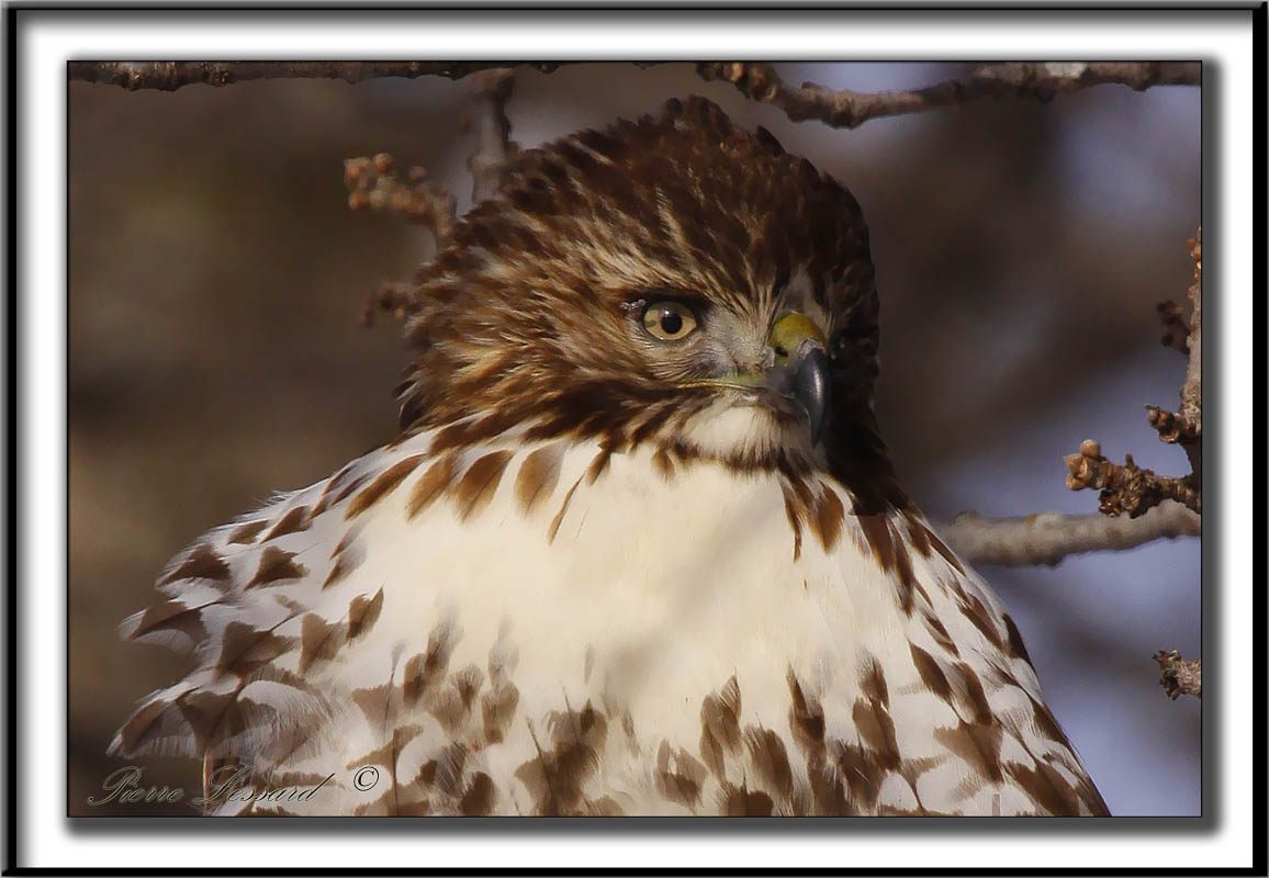 BUSE  QUEUE ROUSSE  /  RED-TAILED HAWK    _MG_3539 aa