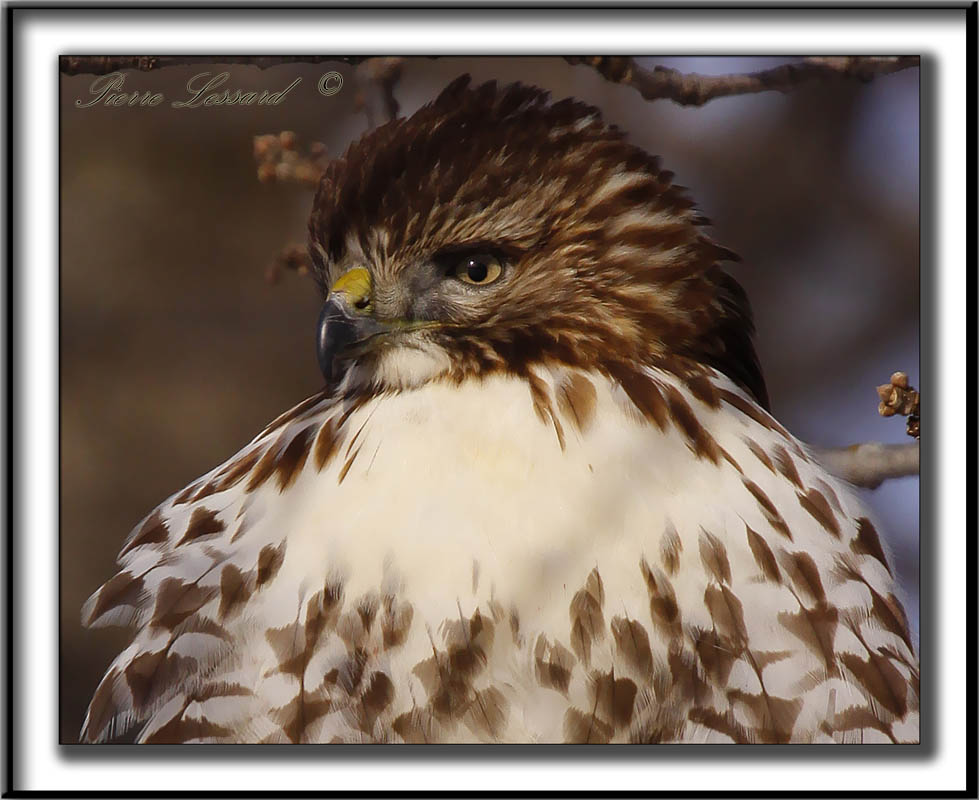 BUSE  QUEUE ROUSSE  /  RED-TAILED HAWK    _MG_3544 a
