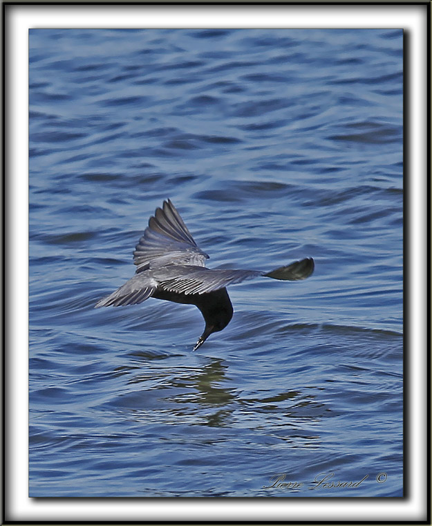 GUIFETTE NOIRE    /    BLACK TERN     _MG_3948 a