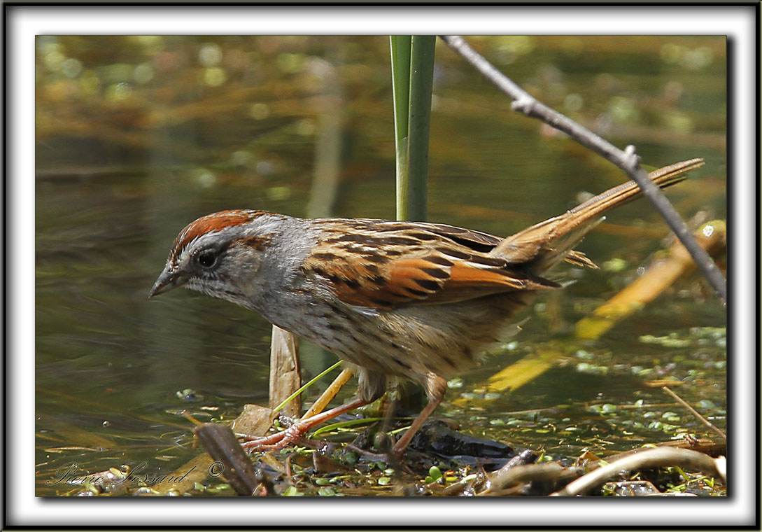 BRUANT DES MARAIS  /  SWAMP SPARROW      _MG_0306 a