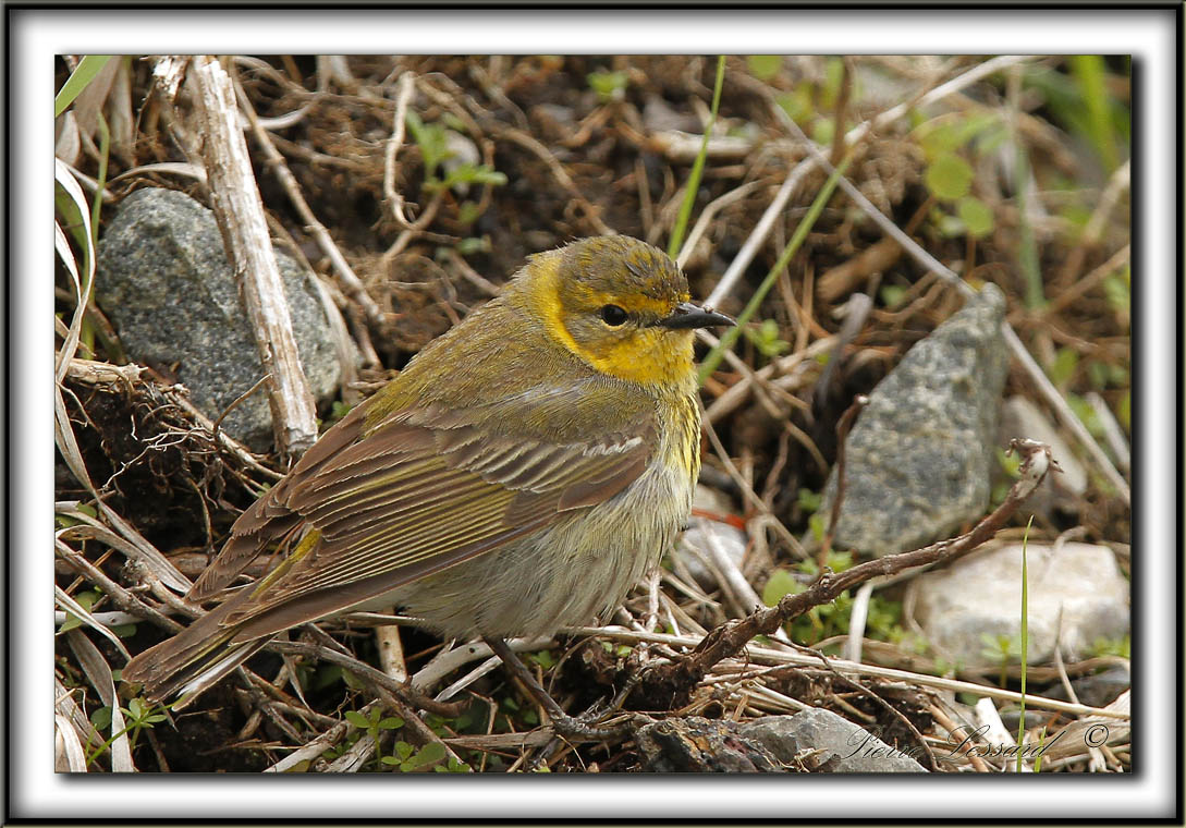 PARULINE  COURONNE ROUSSE  /  PALM WARBLER    _MG_9448 a