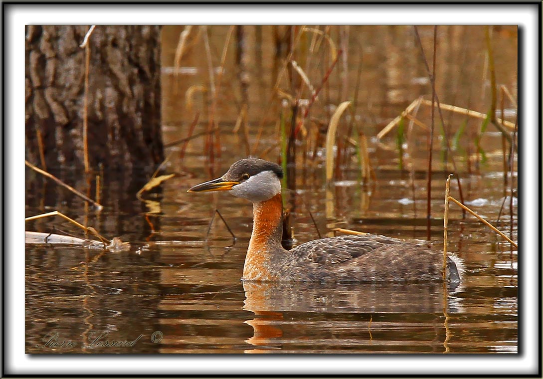 GRBE JOUGRIS   /   RED-NECKED GREBE  -  Plumage nuptial / spring feathers    _MG_3741 a