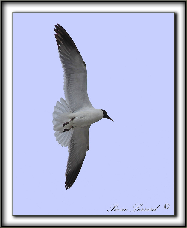 MOUETTE  ATRICILLE   /   LAUGHING GULL    _MG_6273 a
