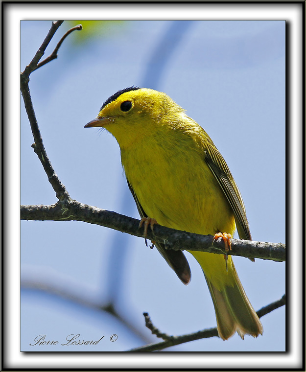 PARULINE  CALOTTE NOIRE, mle   /   WILSONS WARBLER ( Black-capped), male    _MG_1711 a