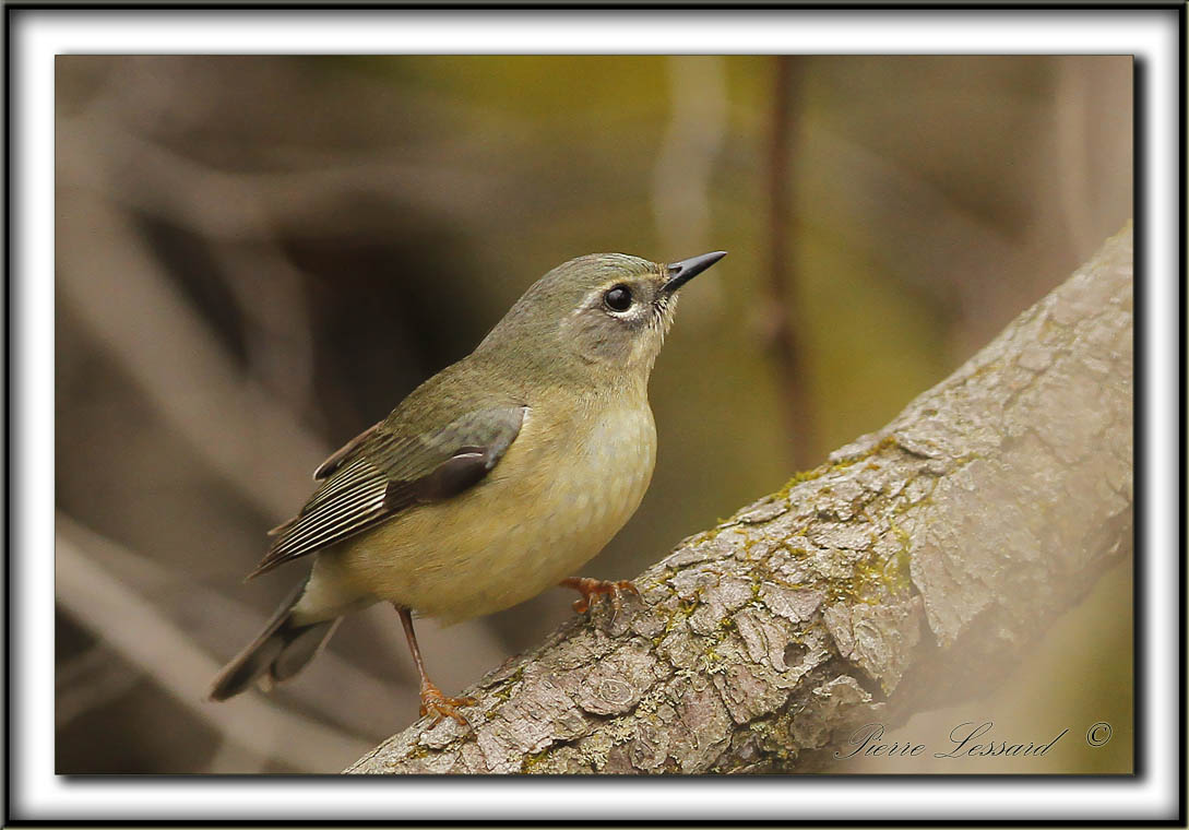 PARULINE BLUE, femelle   /  BLACK-THROATED BLUE WARBLER, female      _MG_8115 a