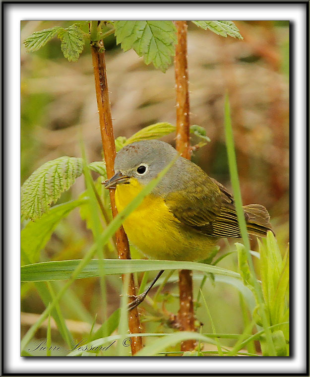 PARULINE  JOUE GRISE   /    NASHVILLE WARBLER      _MG_9375 a