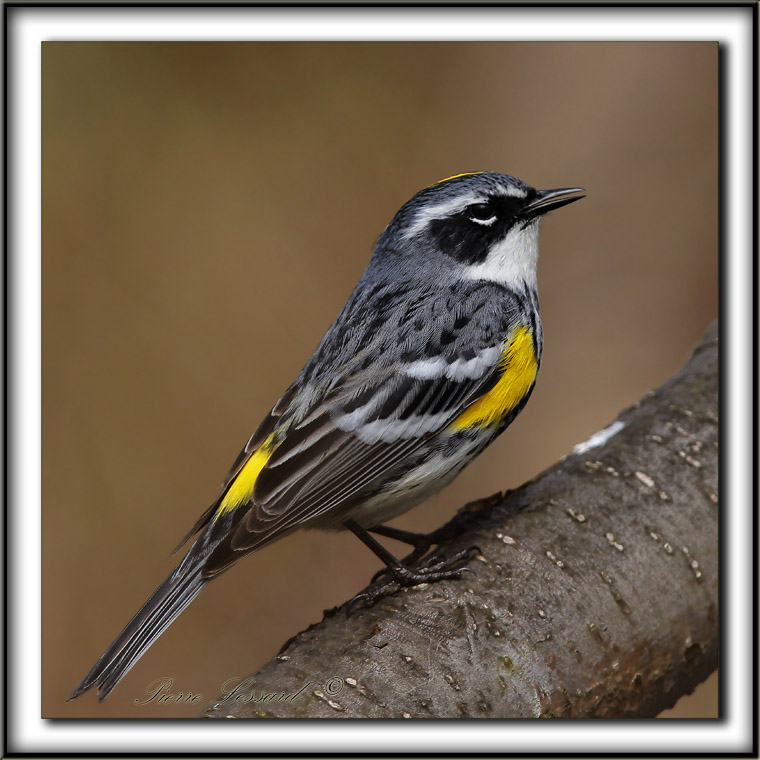 PARULINE  CROUPION JAUNE, mle    /   YELLOW-RUMPED WARBLER, male      _MG_6335 a