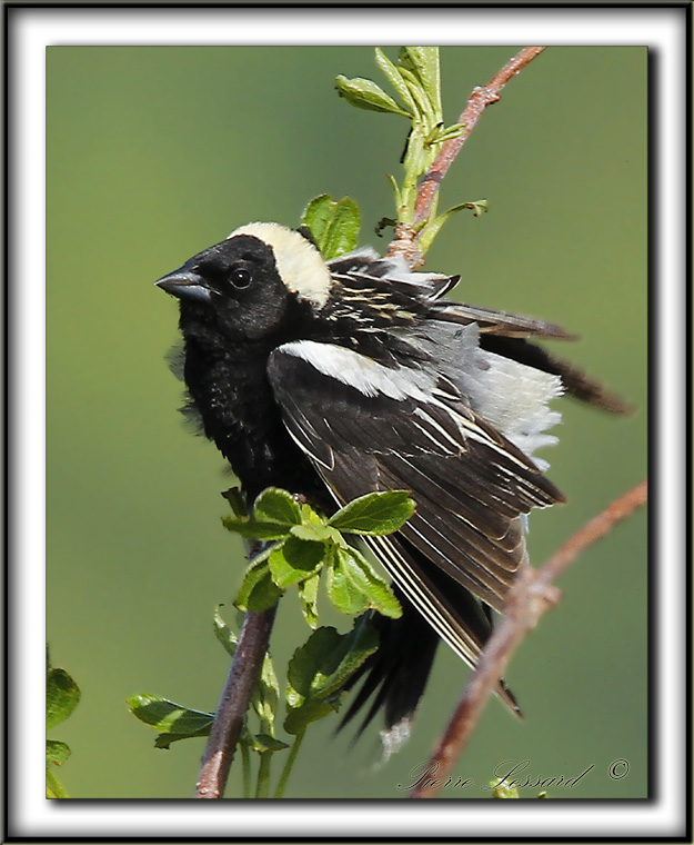 GOGLU DES PRS, femelle   /   BOBOLINK, female      _MG_0938 a