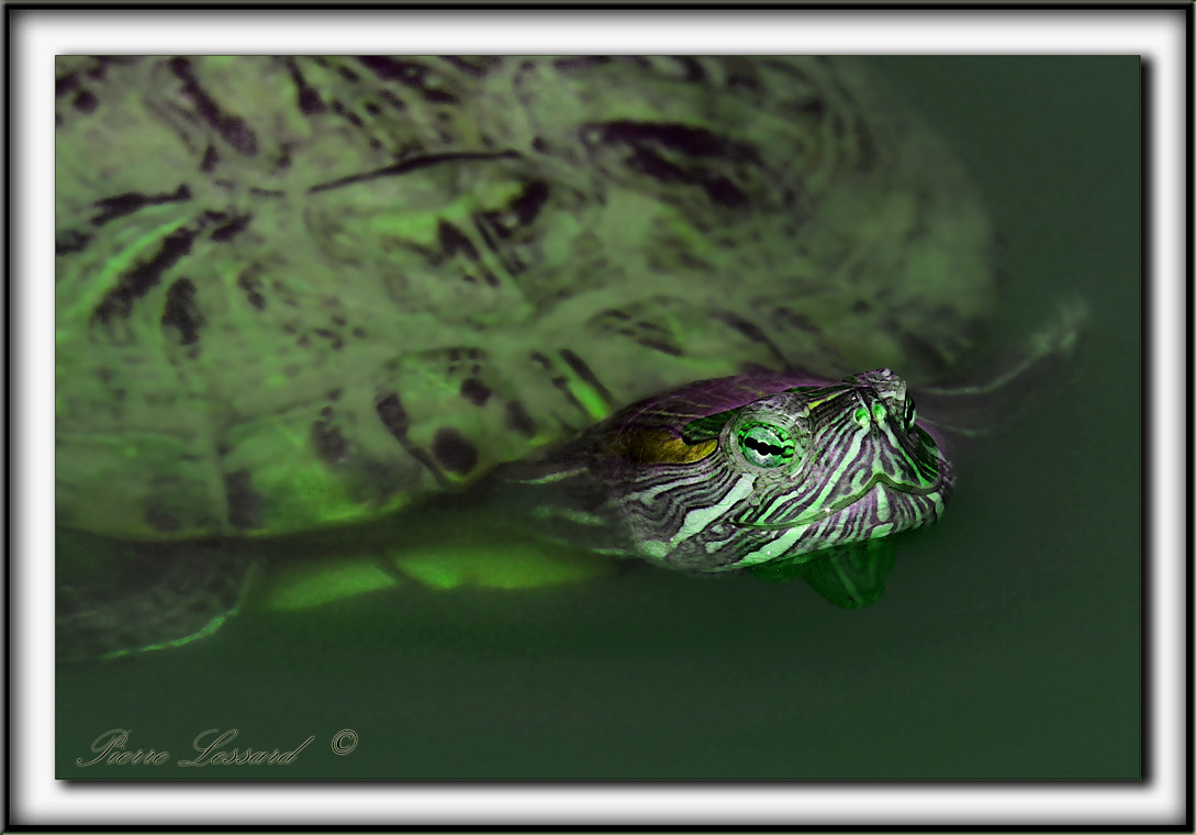 TORTUE GOGRAPHIQUE DU QUBEC    _MG_6771 a