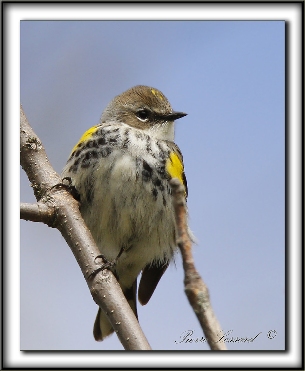 PARULINE  CROUPION JAUNE, femelle   /   YELLOW-RUMPED WARBLER, female    _MG_9659 a