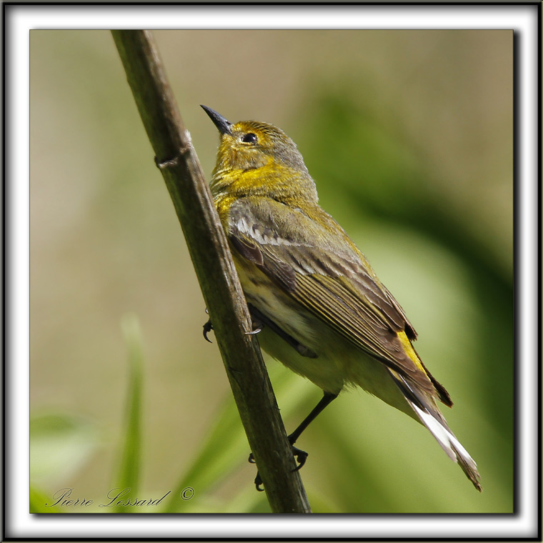 PARULINE TIGRE, femelle    /    CAPE MAY WARBLER, female     _MG_0385 a