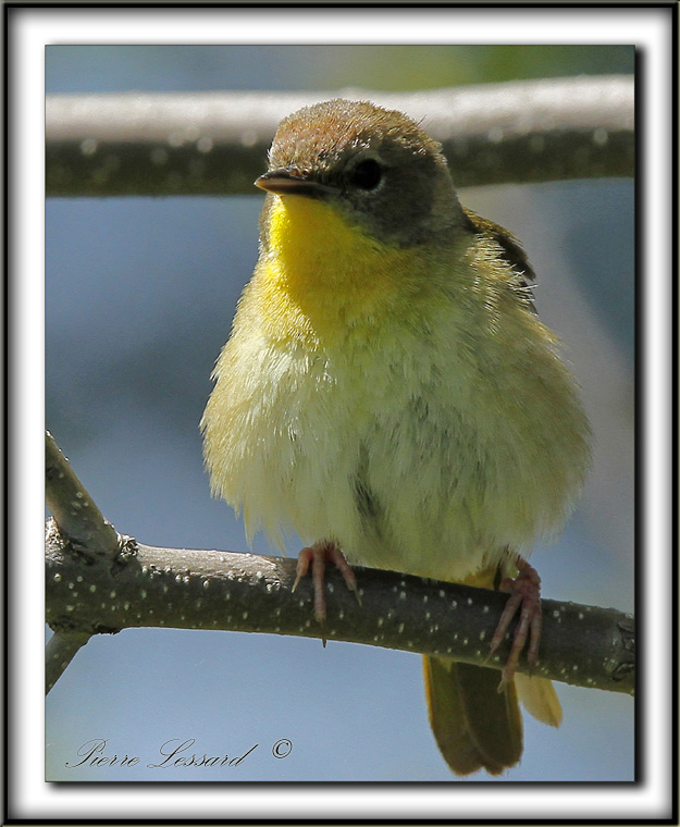  PARULINE MASQUE femelle  /  COMMON YELLOWTHROAT WARBLER, female     _MG_1536 a