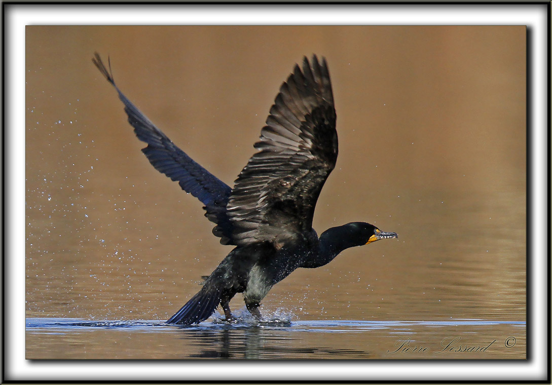 CORMORAN  AIGRETTES   /   DOUBLE-CRESTED CORMORANT    _MG_3736 a