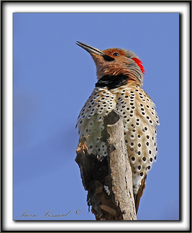 PIC FLAMBOYANT, mle   /  NORTHERN FLICKER, male      _MG_3952 a