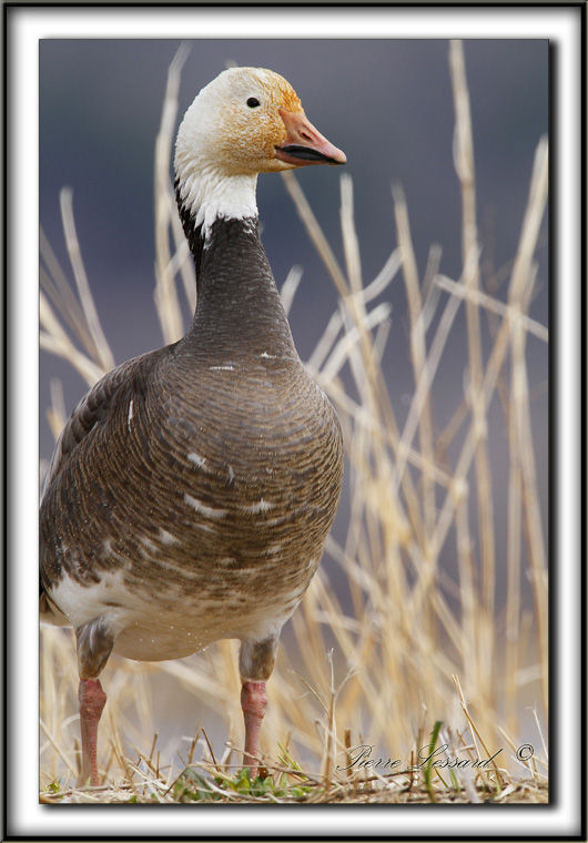 OIE DES NEIGES, forme sombre   /   SNOW GOOSE, dark phase    _MG_3239 a