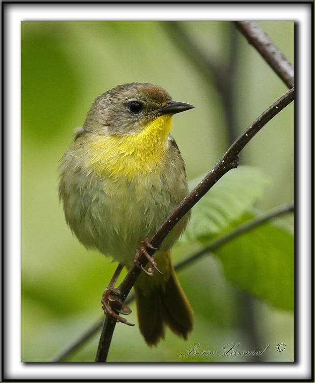  PARULINE MASQUE femelle  /  COMMON YELLOWTHROAT WARBLER, female     _MG_2761 a