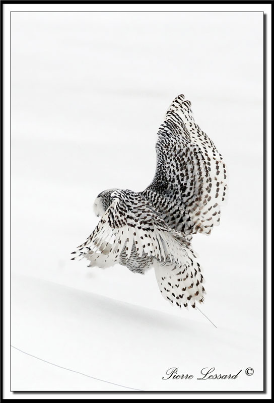 HARFANG DES NEIGES  -  SNOWY OWL   HARFANG DES NEIGES  -  SNOW OWL   _MG_4375a .jpg
