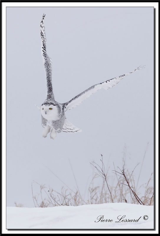 HARFANG DES NEIGES  -  SNOWY OWL   _MG_4412aaa.jpg
