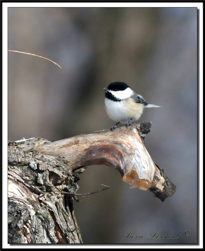_MG_1812.jpg  -  MSANGE  TTE NOIRE  /  BLACK- CAPPED CHICKADEE