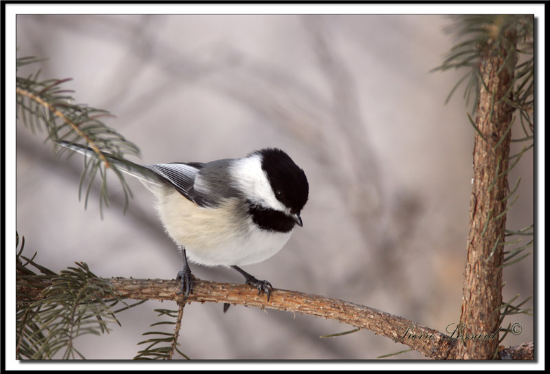 _MG_2137.jpg  -  MSANGE  TTE NOIRE  /  BLACK- CAPPED CHICKADEE