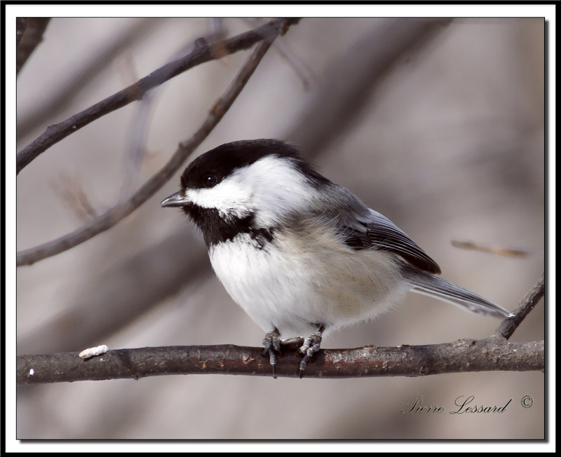 _MG_2150.jpg  -  MSANGE  TTE NOIRE  /  BLACK- CAPPED CHICKADEE