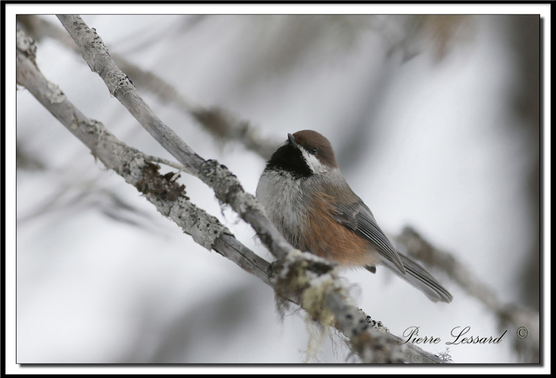 _MG_3613.jpg -   Msange  tte brune - Brown capped chickadee