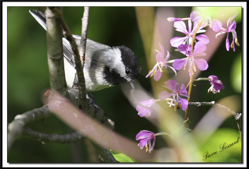 IMG_9680.jpg  -  MSANGE  TTE NOIRE JEUNE  /  BLACK- CAPPED CHICKADEE IMMATURE