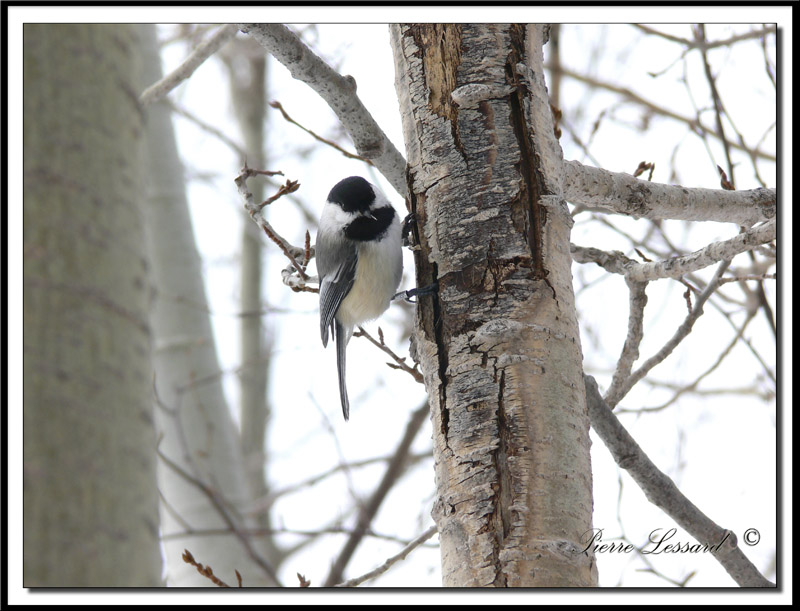 mesange 023.jpg  -  MSANGE  TTE NOIRE  /  BLACK- CAPPED CHICKADEE