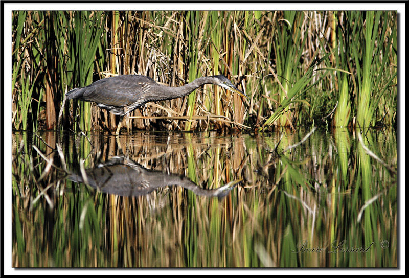 GRAND HRON BLEU  -   GREAT BLUE HERON     IMG_6370.jpg
