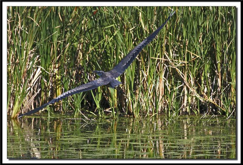 GRAND HRON BLEU  -   GREAT BLUE HERON     IMG_3789 .jpg