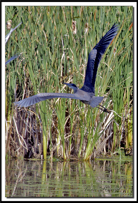 GRAND HRON BLEU  -   GREAT BLUE HERON     IMG_3790 .jpg