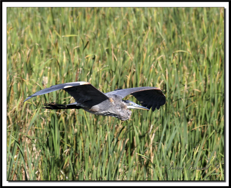 GRAND HRON BLEU  -   GREAT BLUE HERON     IMG_3815 .jpg