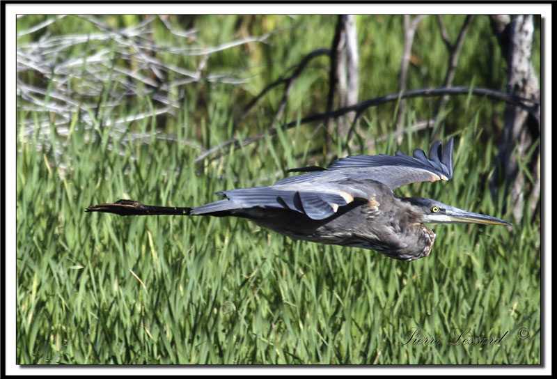 GRAND HRON BLEU  -   GREAT BLUE HERON     IMG_3823 .jpg