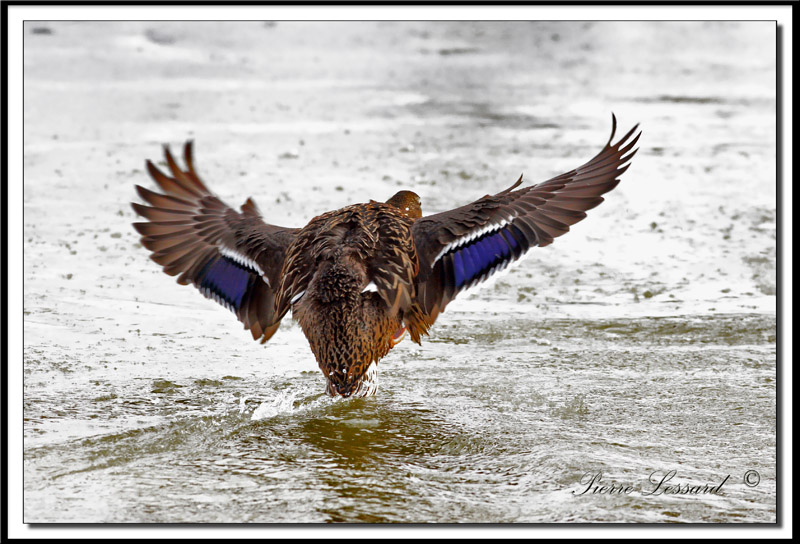  CANARD COLVERT  -  MALARD    _MG_2477