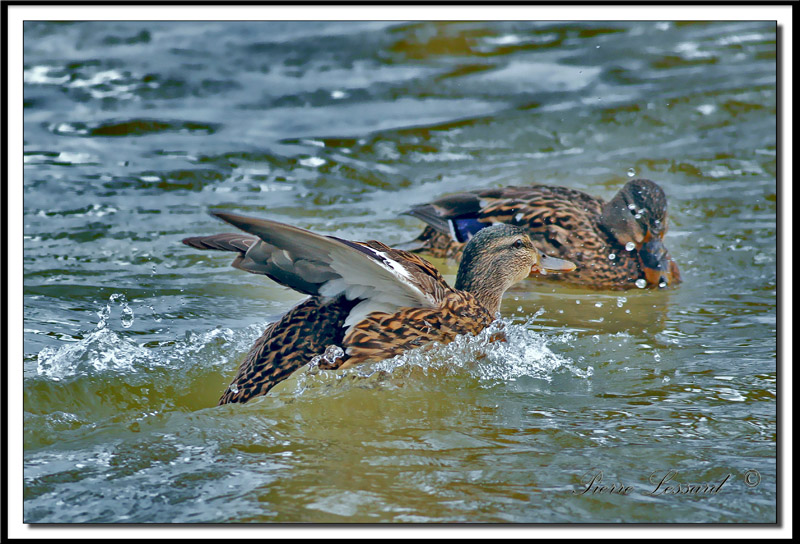  CANARD COLVERT  -  MALARD    _MG_2483