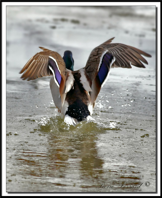 _MG_2489  -  CANARD COLVERT, mle  -  MALARD, male