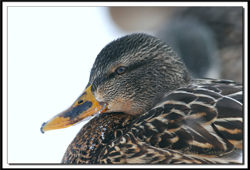  CANARD COLVERT  -  MALARD    _MG_2505
