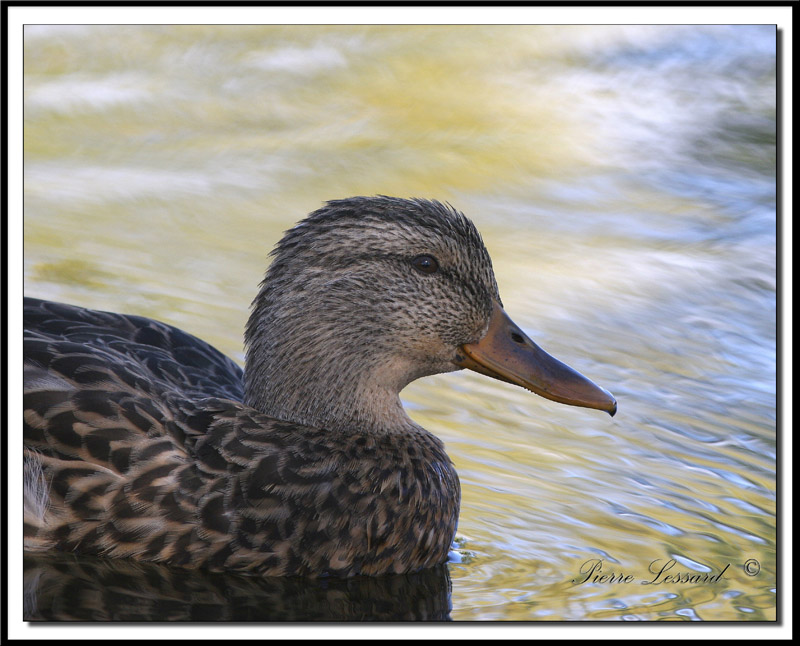  CANARD COLVERT  -  MALARD    IMG_6107