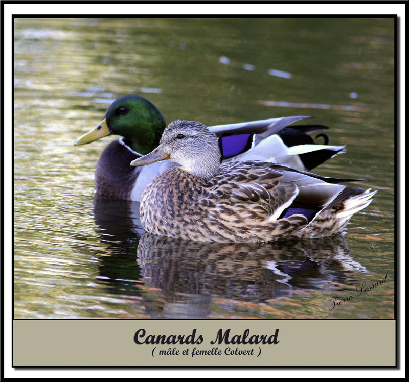 IMG_6130   -  CANARD COLVERT / MALARD