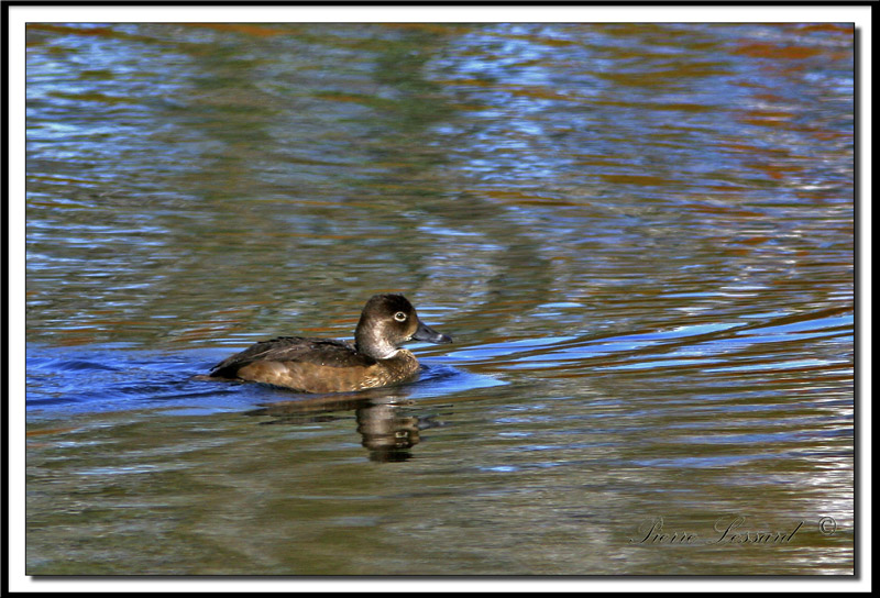 IMG_6619.jpg  -  FULIGULE  COLLIER jeune  /  RING-NECKED DUCK immature