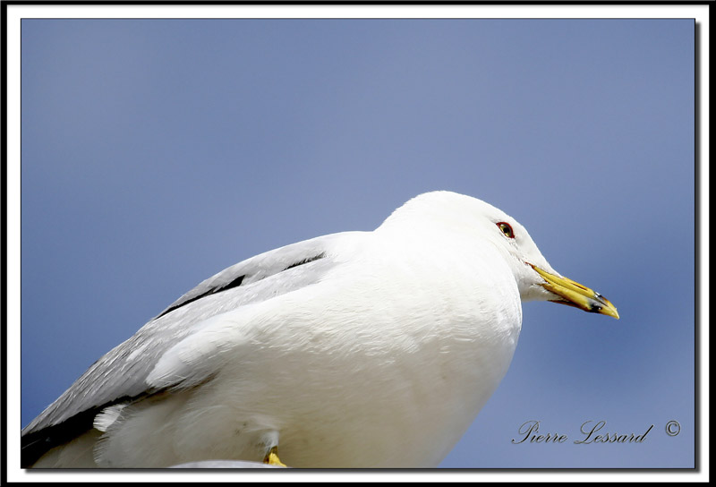 GOLAND  BEC CERCL  /  RING-BILLED GULL    IMG_0076.jpg
