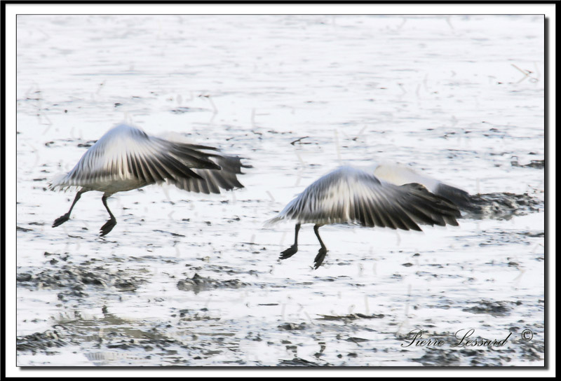 IMG_8941.jpg  -  OIE DES NEIGES  /   SNOW GOOSE