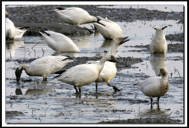 IMG_9011  -   OIE DES NEIGES  /   SNOW GOOSE