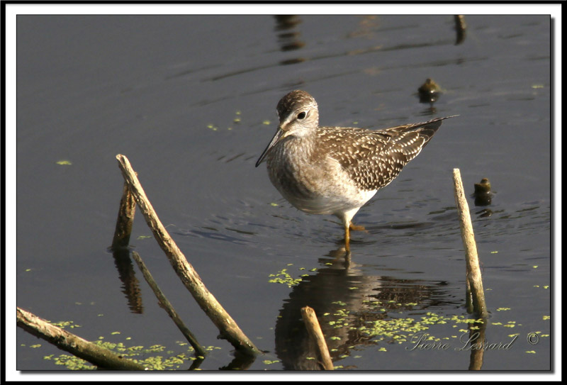 PETIT CHEVALIER   /   LESSER YELLOWLEGS     IMG_0707