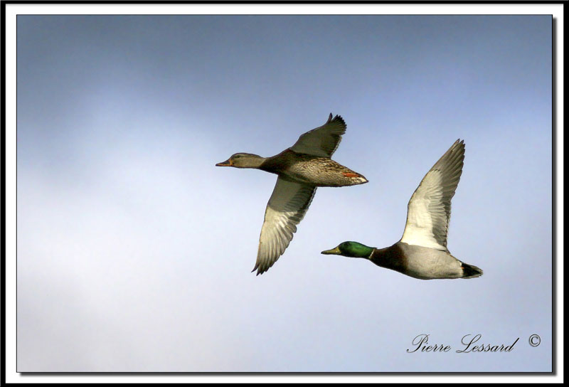 IMG_8180  -  CANARD COLVERT  -  MALARD