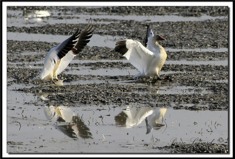 IMG_8909 .jpg  -  OIE DES NEIGES  -  SNOW GOOSE