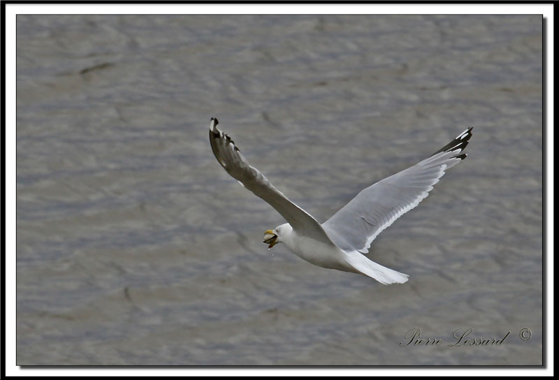 IMG_9502 .jpg  -  GOLAND ARGENT   / HERRING GULL