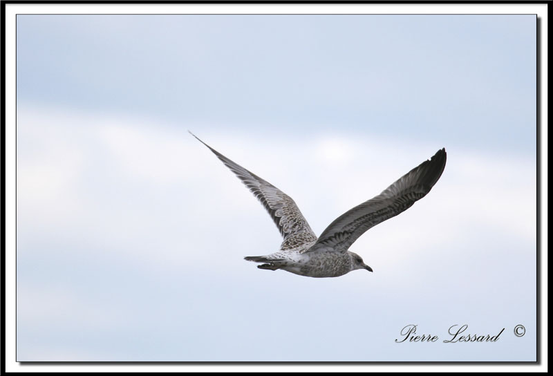 IMG_9825 .jpg  -  GOLAND ARGENT  JEUNE  / HERRING GULL IMMATURE