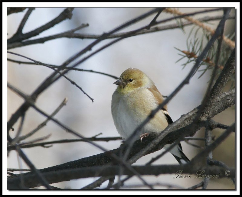 CHARDONNERET JAUNE / AMERICAN GOLDFINCH     hiver/winter   _ MG_2098a.jpg